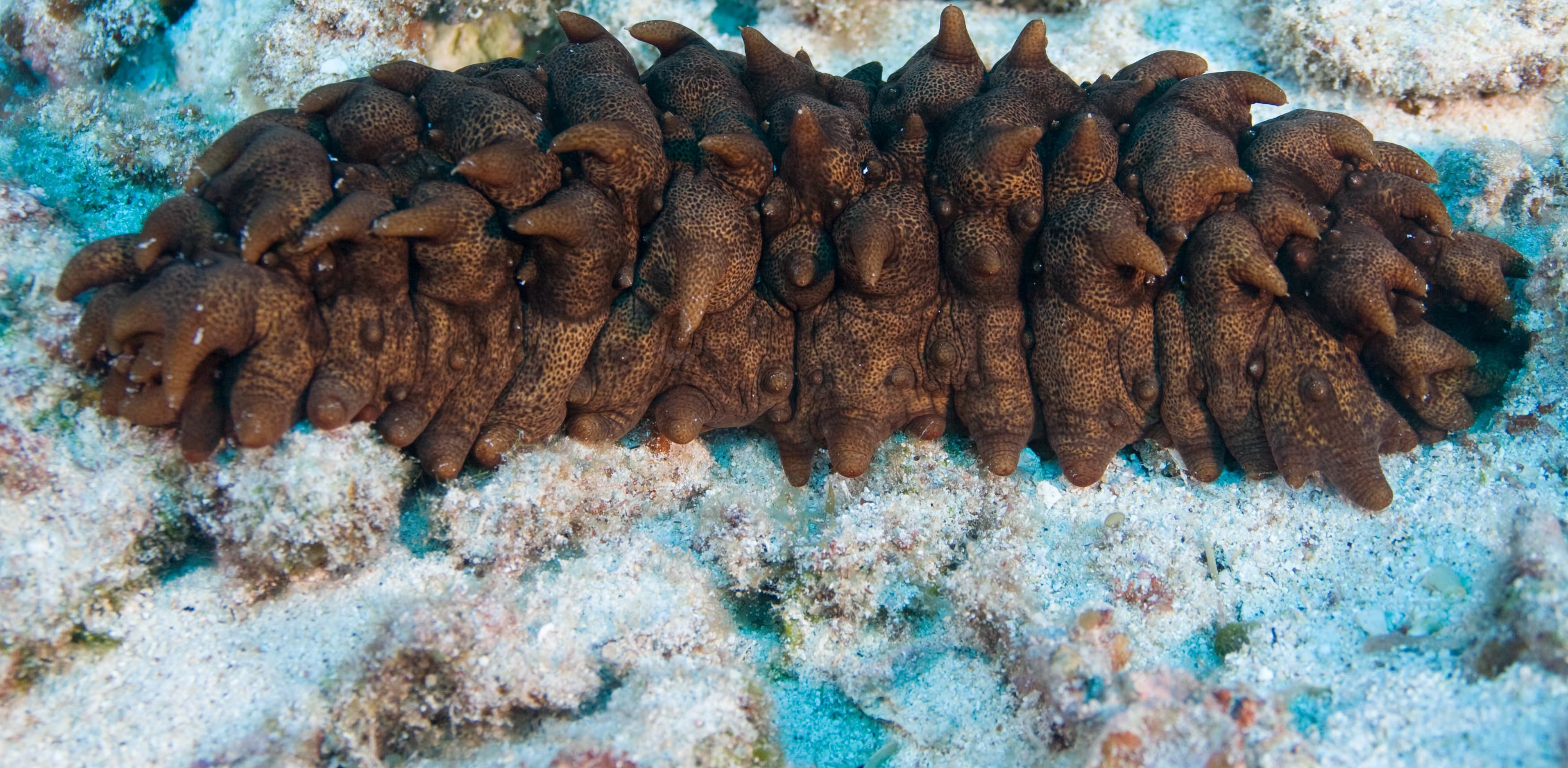 Xi Saves Sea Slugs On The Sea Floor