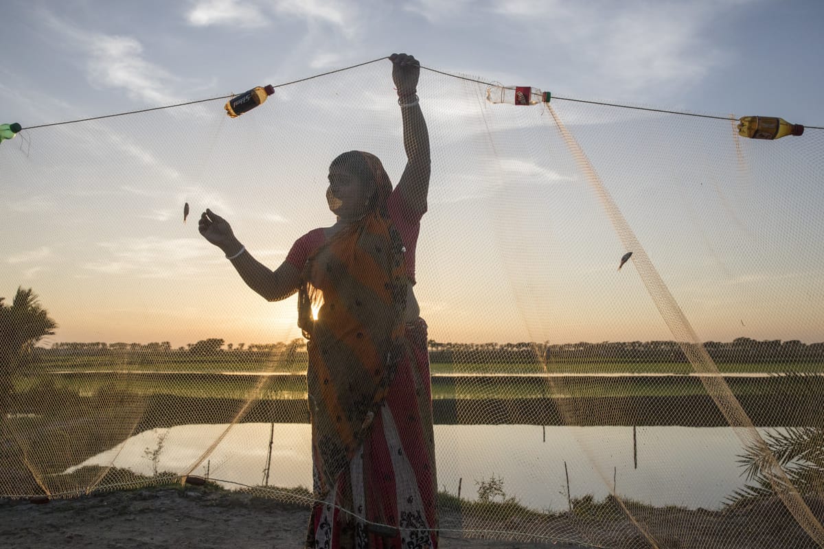 Gill nets in Dumuria, Khulna, Bangladesh (Habibul Haque/WorldFish)