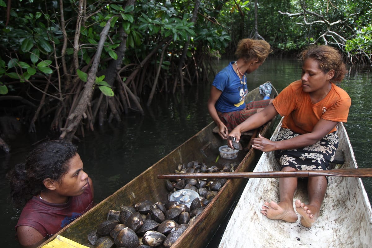 Mangrove mudshells in Malaita, Solomon Islands (Wade Fairley/WorldFish)