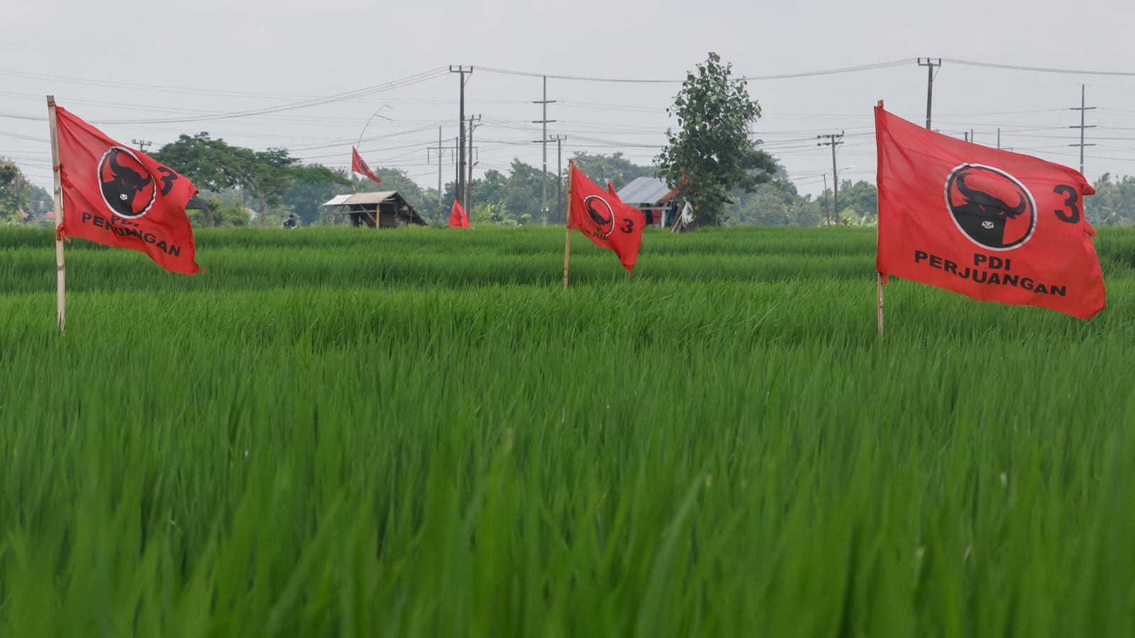 Partai Demokrasi Indonesia Perjuangan (PDI-P) di sawah di Kabupaten Sempidi Bali (David Gannon/AFP via Getty Images)