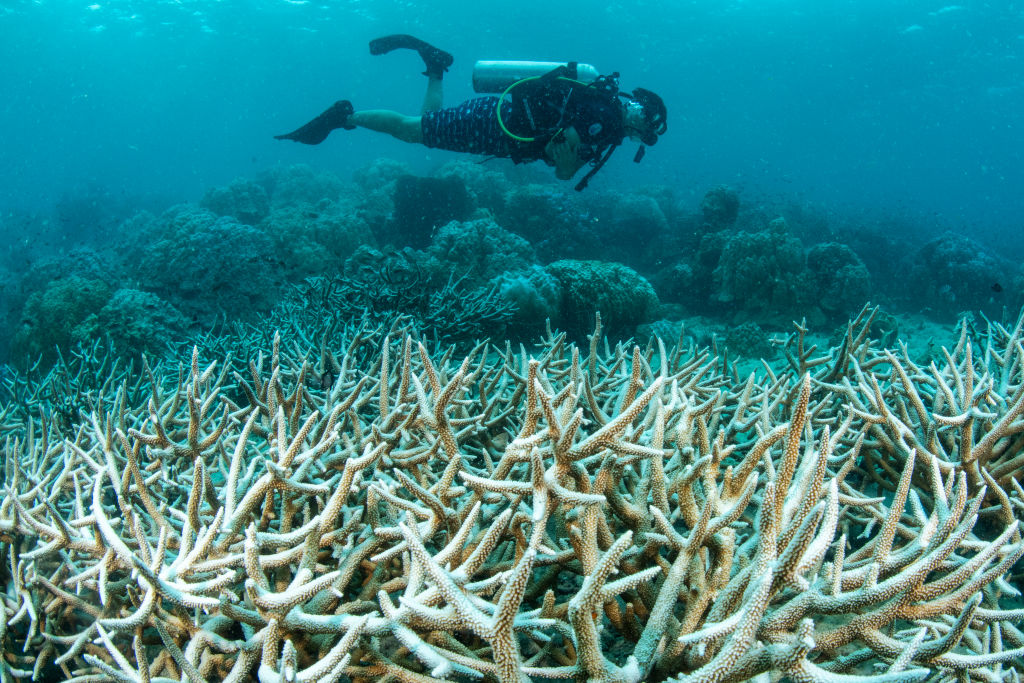 Coral bleaching in Trat, Thailand (Sirachai Arunrugstichai/Getty Images)