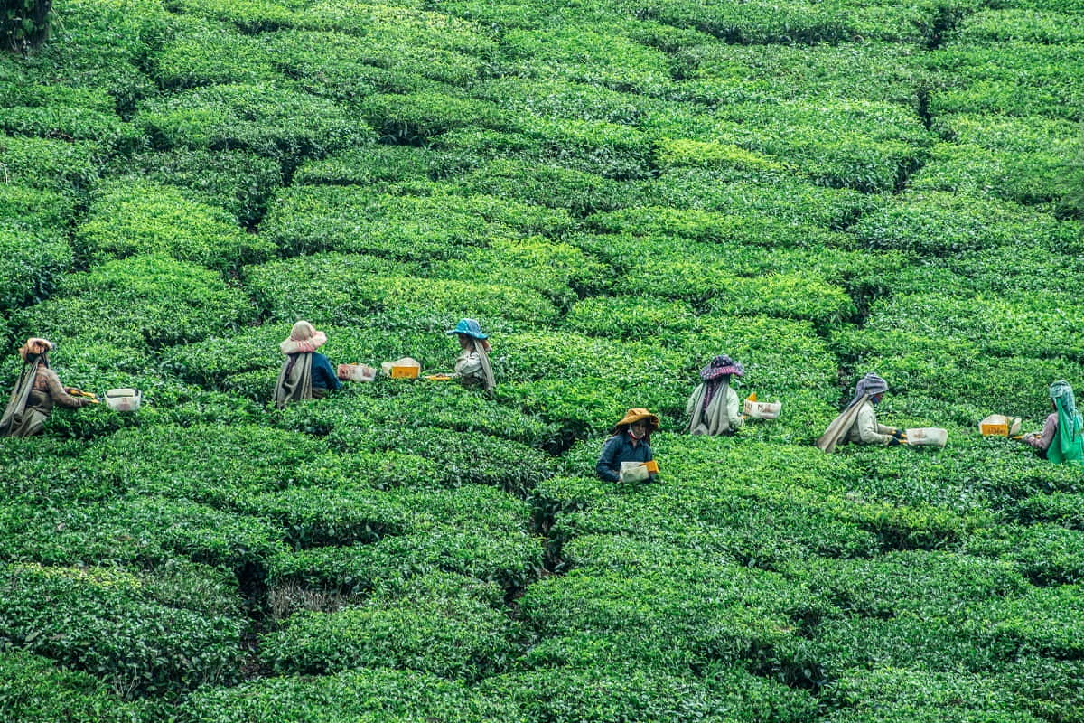 India has a large informal workforce (Aboodi Vesakaran/Unsplash)