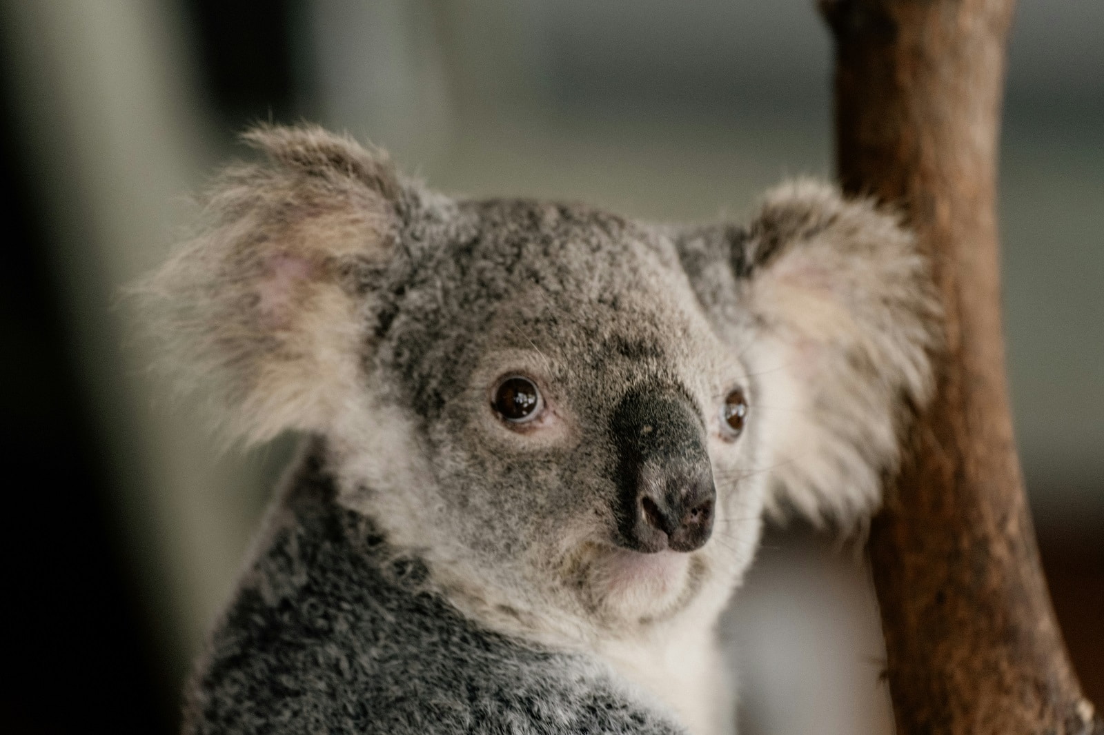 Australia’s unique wildlife does some heavy lifting when it comes to presenting the country’s image internationally (Josh Withers/Unsplash)