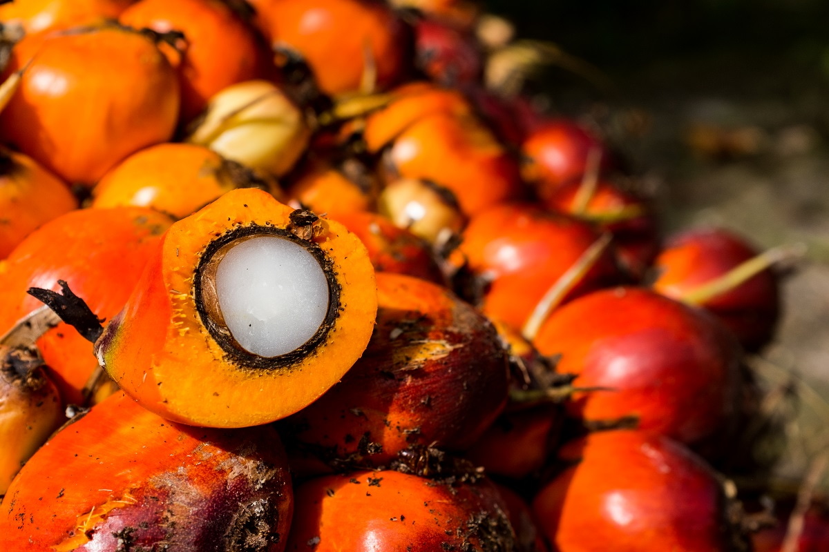 Fresh palm oil fruit, Sentabai village, West Kalimantan (Nanang Sujana/CIFOR/Flickr)