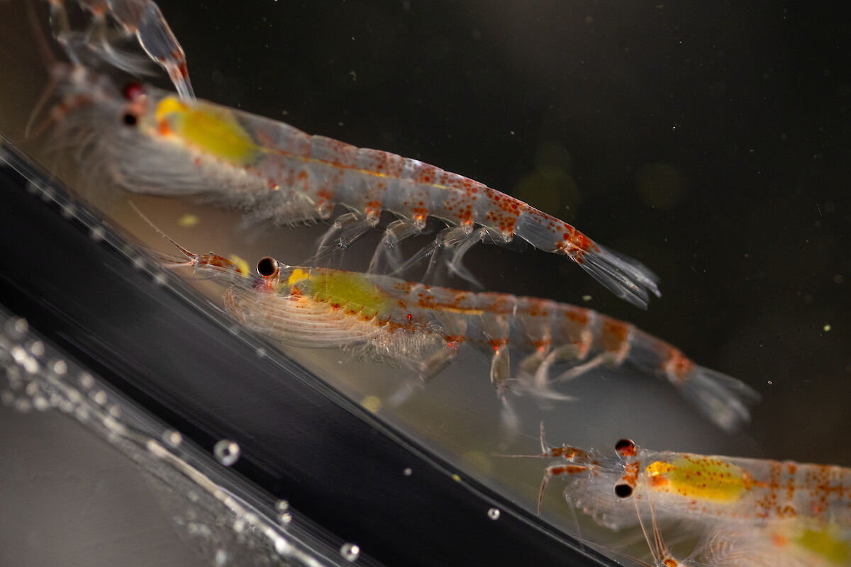 uphausia superba (Antarctic krill) (Photo: Pete Harmsen)