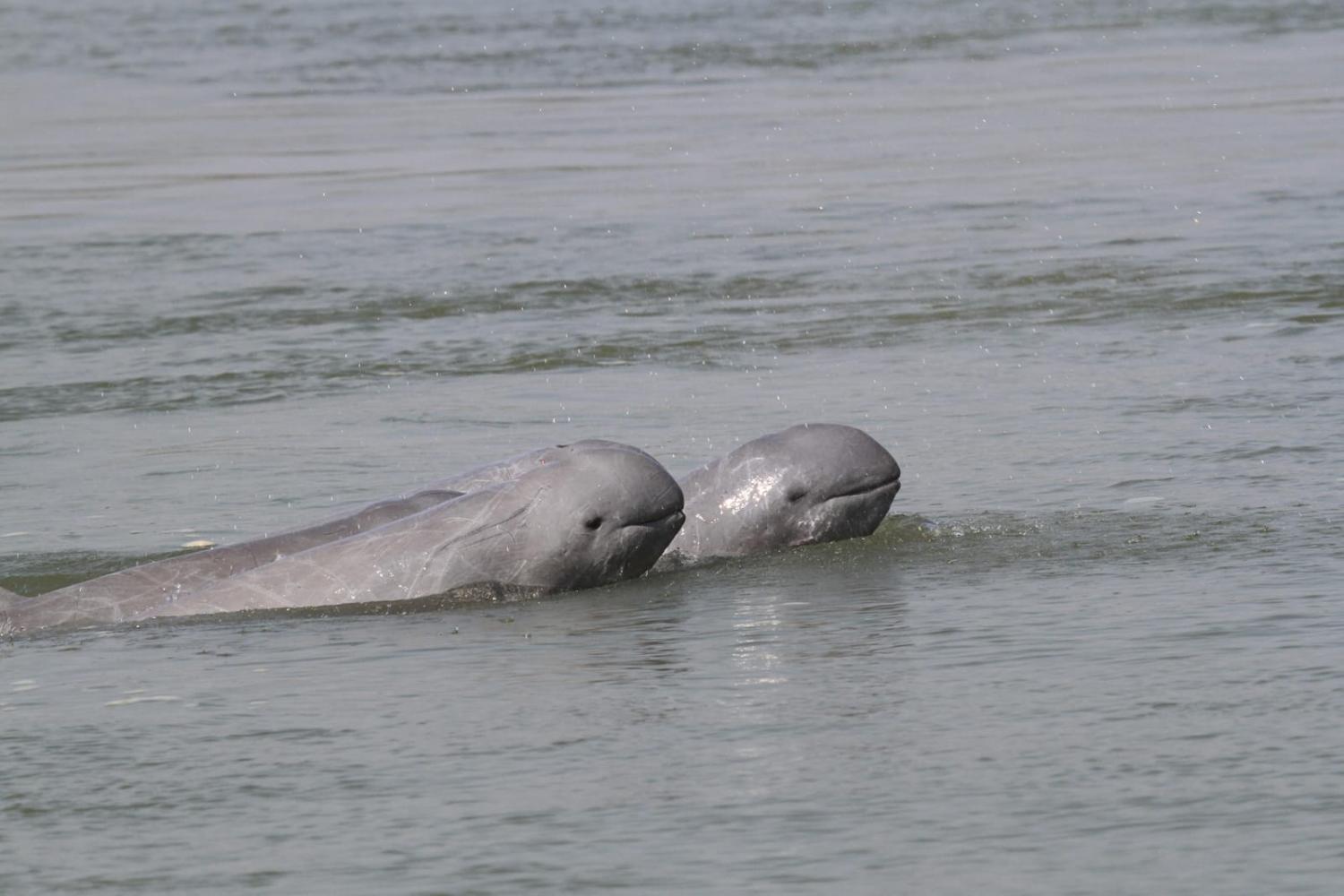 Irrawaddy dolphins in the Mekong River, northeast Cambodia, a critically endangered population (WWF-Cambodia via Xinhua/Getty Images)