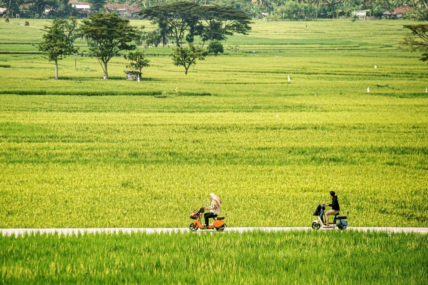 Leisure time with electric motorbikes at Pronosutan paddy field in Kulon Progo regency, Yogyakarta, Indonesia, 26 May (Agung Supriyanto/Xinhua via Getty Images)