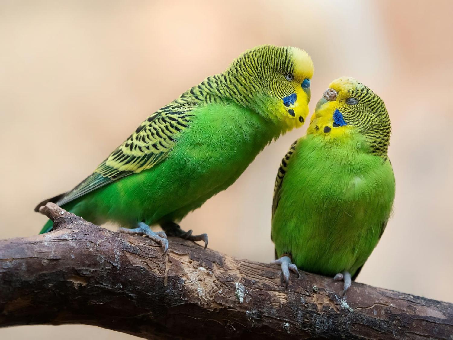 Australia's biodiversity harbours much goodwill abroad (William Warby/Unsplash)