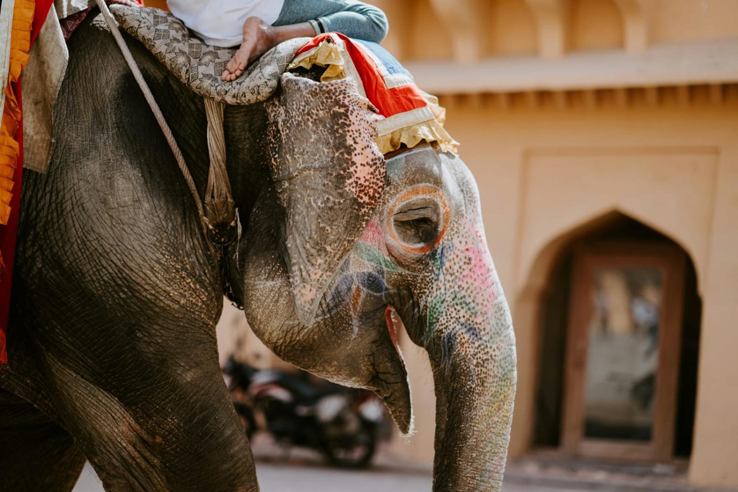 Not so much a cliché image of India when an elephant is rolling down a hill? (Annie Spratt/Unsplash)
