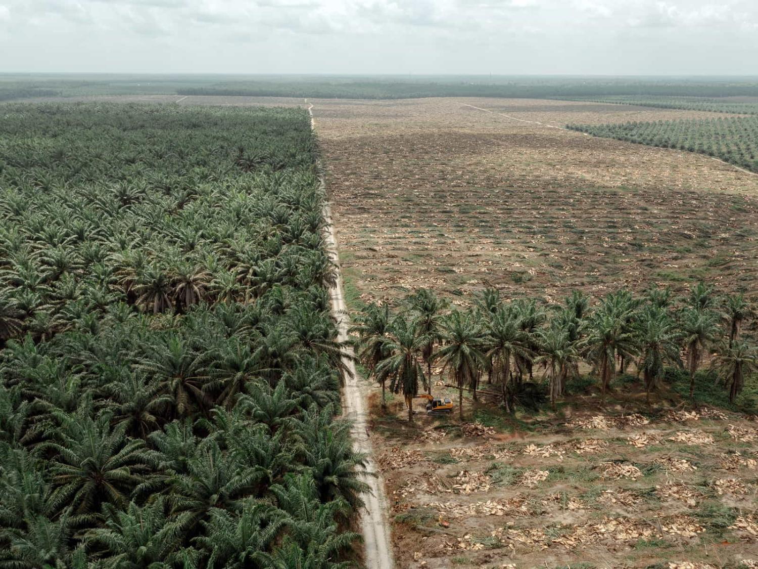 A cleared area for oil palm tree replanting in West Kotawaringin regency, Kalimantan, Indonesia (Muhammad Fadli/Bloomberg via Getty Images)