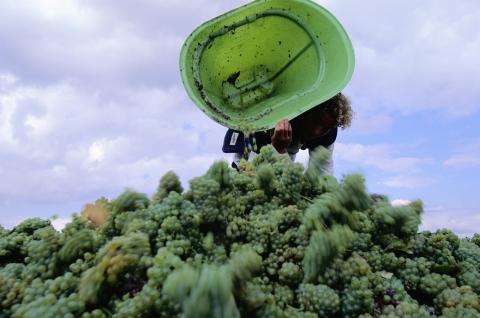 The Australian economy relies on low-wage migrant workers, especially in sectors such as agriculture (Getty Images)